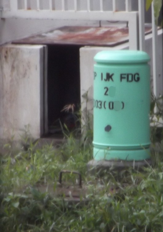 indiehome - terminal